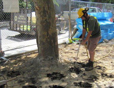 fertilization, deep root, deep root fertilization, Central Tree Care, tree service, toronto
